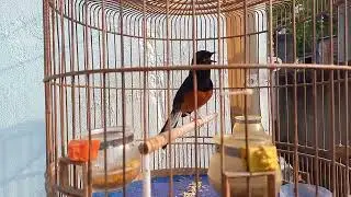 Chim Chích Chòe Lửa hót Bất Chấp, O Cắt Ghép. E nó Chỉ Ăn Cám Bột + Sâu Gạo.