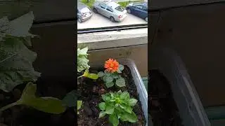 Свежие посадки на балконе