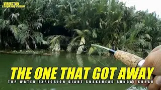 The One That Got Away !!! Giant Snakehead/Toman Sungai Kurau, Perak Malaysia