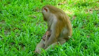 Pure Joy: Young Monkey Experiences Grass for the First Time