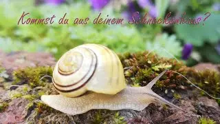 Sei eine Schnecke, nutze dein Schneckenhaus!