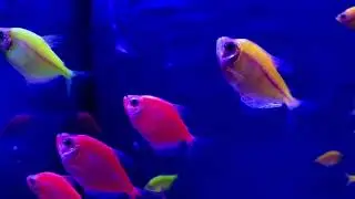 🐠colouring Glo/Widow Tetras, Glo fish🐟#shorts #glofish #glowidowfish #fishes #pets #animals #nature