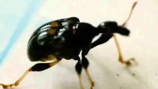 Six-spotted Leaf-rolling Weevil is Born! 揺籃から羽化したムツモンオトシブミ