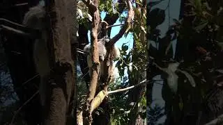 Koala Sleeping On A Tree