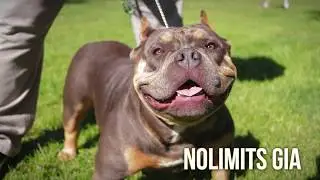 Nolimit Bulliez 