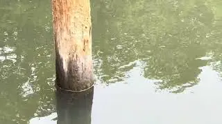 Checkered Puffer Fish in Florida&rsquo;s Indian River Lagoon at The Environmental Learning Center 