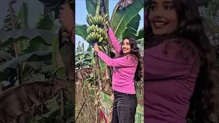 👉 Hara Kela Tod Rahe Hain | Farm Life #shorts #shortsfeed #villagelife #banana #ytshorts #funny