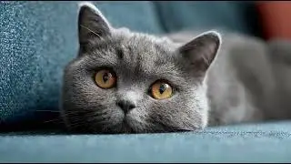 Playlist(cat purring) - Adorable Cat Relaxing 😻✨