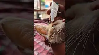 apply CIPLOX on infected eyes of Cats💧 #eyes #infection #care #kitten #catlover #ytshorts #shorts