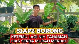 SIAP2 BORONG ‼️KETEMU LAGI NIH TANAMAN HIAS SERBA MURAH MERIAH