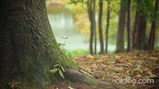 Relaxing Sound Forest Images