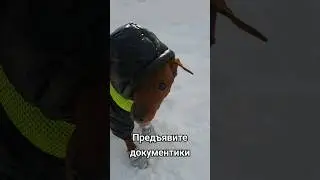 Предъявите документики 😃#цвергпинчер #смешноевидео #смех #dog #comedy #shorts #funny #love