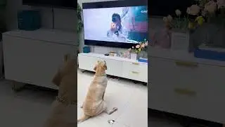 My dog vs. the evil rectangle (aka the TV) 📺🐕 #dog #doglover #dogs #foryou