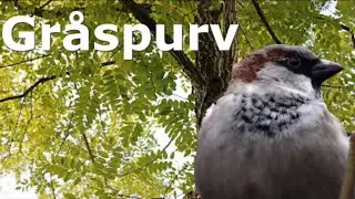 Gr&aring;spurv. Fugle i Danmark, Gr&aring;spurven. Alt om denne fugl, fortalt p&aring; dansk.