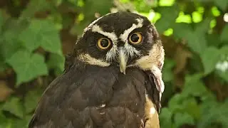 Superb Owl Sunday: Spectacled Owl