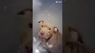 Chappo Boppo#pitbull #doggielife #dog #puppy #doglife #pitbulldog #funny #pets #staffy #pittienation