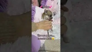 Una ne pensa&hellip;e cento ne fa 😄✨Mini chihuahua femmina a pelo lungo 🫶