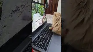 Indoor Cat Watching Birds & Squirrel 🐦🐿️ | Cat TV Reaction 😺 | #Shorts