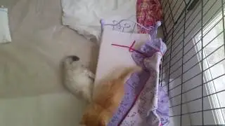 Lambkin kittens playing(1)