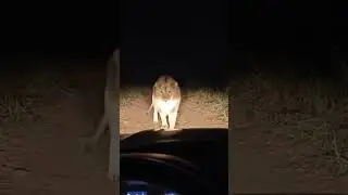 Scarface the Lion &ndash; A Legacy That Echoes Through the Savannah