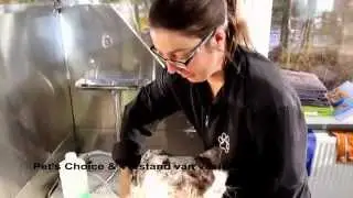 Cats Only / Pet's Choice: Instructiefilmpje Pers in bad in de kattentrimsalon