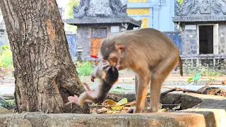 On not good...Baby monkey Sada doesn't play like this with your mom Sabe.