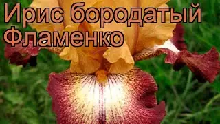 Ирис бородатый Фламенко (iris) 🌿 бородатый ирис Фламенко обзор: как сажать, саженцы ириса Фламенко