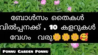 ബോൾസം പ്ലാന്റ്സ് വേണോ വേഗം വരു// 10  Veritys// Ponnu Garden Ponnu