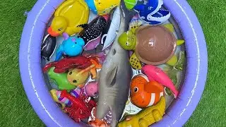 Sea Animals for Kids: Learn Names, Facts & Educational Ocean Toys for Toddlers