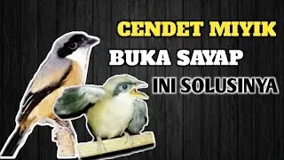 TIPS NGERAWAT CENDET YANG MASIH MIYIK