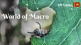 World of Macro | Unseen World | Part 1