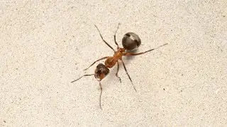 Video for Cats to Watch and Play &ndash; Big Ants on Screen Run and Hide
