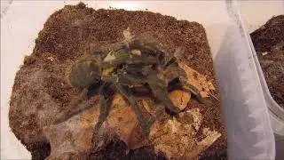 Haplopelma schmidti 