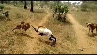 goats fighting in village field /aggressive goats/ funny goats