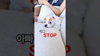 아빠 🔥 그만해라 진짜 !!!   #angrydog #maltese #dogdaddy #말티즈