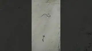 #snake #natrix natrix #river
