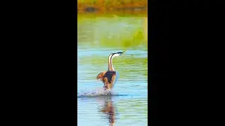 Adorable birds, flamingos perform graceful courtship dance, do you love birds#4