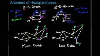 Carbohydrate Structure: Beta vs Alpha Configuration