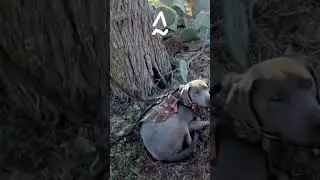Duck Hunting Life Hack - Easy Retrieving Dog Management