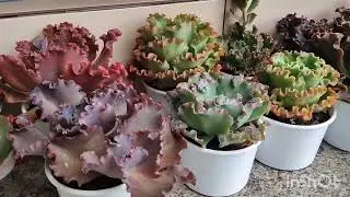 Curral sendo construído e poda das gibifloras jovens matrizes vendidas 