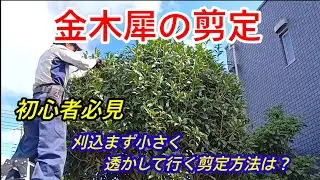 【剪定❵初心者でも刈込まないで簡単に切り戻し剪定が出来ます