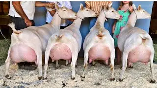 Highest Milking Saanen Goats |  Saanen Bakri | Full Documentary By AJ Cattle info