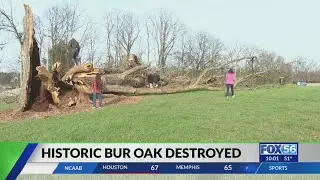 Historic Bur Oak tree destroyed in Friday&rsquo;s storm