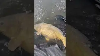 carpe miroir !!!!      #carpfishing #fish #fishingvideo #nature #photography #carpe #shortvideo