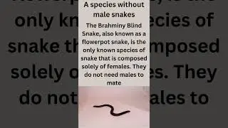 Amazing Snake Facts you Won't Believe