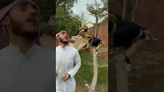 Dubai sheikh with Beautiful Birds