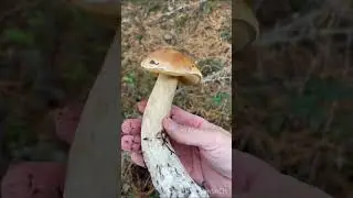 2022 Mushroom Season in SF Bay Area. Mushroom Hunting in SF Bay Area