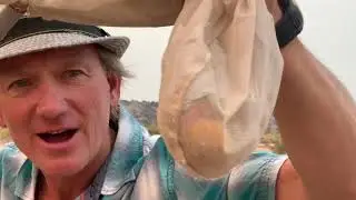 How to Collect Insects with a net