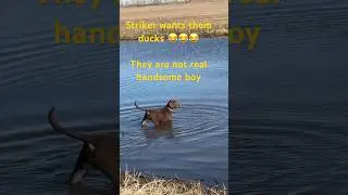 Always curious #chessie #dogshorts #puppy #decoys #water #hunting #cutepet #nd
