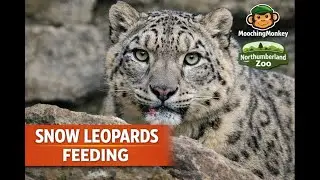 Snow Leopards Feeding | Northumberland Zoo